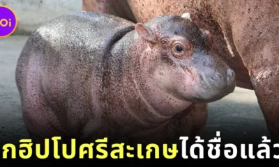 สวนสัตว์ศรีสะเกษได้ชื่อลูกฮิปโปขวัญใจชาวโซเชียลตัวใหม่แล้ว ชื่อว่า "น้องหอมแดง"