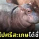 สวนสัตว์ศรีสะเกษได้ชื่อลูกฮิปโปขวัญใจชาวโซเชียลตัวใหม่แล้ว ชื่อว่า "น้องหอมแดง"