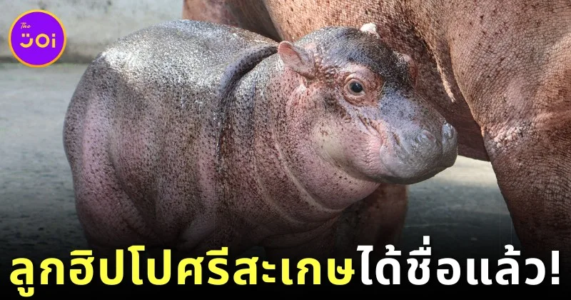 สวนสัตว์ศรีสะเกษได้ชื่อลูกฮิปโปขวัญใจชาวโซเชียลตัวใหม่แล้ว ชื่อว่า "น้องหอมแดง"