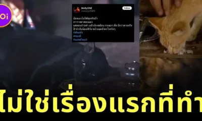 ทาสแมวช็อกต่อ! เพจดังแฉพบละครเก่า "วางยาแมว" เพื่อถ่ายทำละคร สุดท้ายตุยจริง!