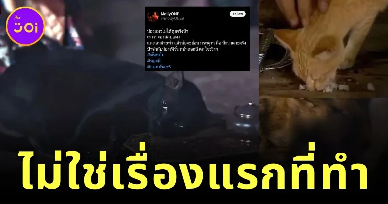 ทาสแมวช็อกต่อ! เพจดังแฉพบละครเก่า "วางยาแมว" เพื่อถ่ายทำละคร สุดท้ายตุยจริง!