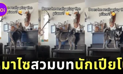 ไวรัล! หมาไซโชว์ทั้งร้องทั้งเล่นเปียโน ชาวเน็ตแห่แซว "นึกว่าบีโธเฟนกลับชาติมาเกิด"