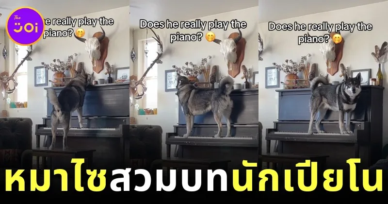 ไวรัล! หมาไซโชว์ทั้งร้องทั้งเล่นเปียโน ชาวเน็ตแห่แซว "นึกว่าบีโธเฟนกลับชาติมาเกิด"