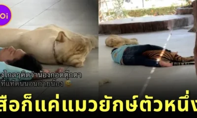 เสือก็แค่แมวยักษ์! นักท่องเที่ยวเห็นพี่เลี้ยงนอนกอดเสือ ตอนแรกนึกว่าตุ๊กตา ดูดี ๆ สรุปเป็นของจริง!