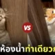 พี่น้องแมว มุดเข้าห้องน้ำ ท่าทางเหมือนกันเป๊ะ