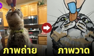 I will poorly draw your cat ภาพวาดแมว Squishedsteak 