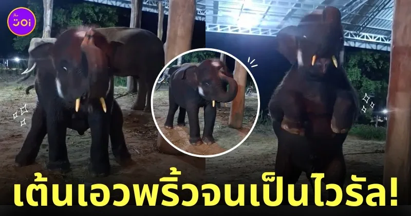 คลิป ช้าง น้องเพชรพันล้าน เต้น TikTok