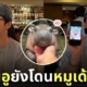 ชาอึนอูโพสต์รูปหมูเด้ง