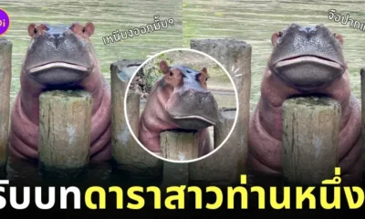 ขาหมู โพสท่าจือปาก ฮิปโป สวนสัตว์เปิดเขาเขียว