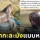 กะละมัง หมูเด้ง เหยียบแล้วไม่แตก