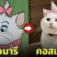 เหมียวญี่ปุ่น คอสเพลย์ แมวมารี Marie ดิสนีย์