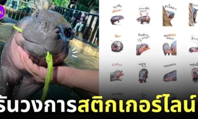 สติกเกอร์ไลน์ หมูเด้ง official