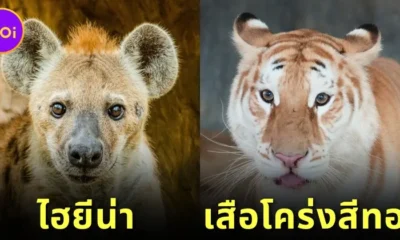 เชียงใหม่ไนท์ซาฟารีไม่ได้มีแค่ "น้องเอวา" ที่หน้าแบ๊ว แต่ยังมีพ้องเพื่อนสัตว์โลกน่ารักอีก 7 ชนิด ที่รอให้ทุกคนมาทักทาย!