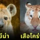 เชียงใหม่ไนท์ซาฟารีไม่ได้มีแค่ "น้องเอวา" ที่หน้าแบ๊ว แต่ยังมีพ้องเพื่อนสัตว์โลกน่ารักอีก 7 ชนิด ที่รอให้ทุกคนมาทักทาย!