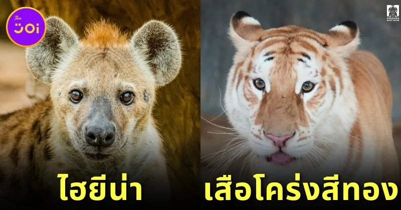 เชียงใหม่ไนท์ซาฟารีไม่ได้มีแค่ "น้องเอวา" ที่หน้าแบ๊ว แต่ยังมีพ้องเพื่อนสัตว์โลกน่ารักอีก 7 ชนิด ที่รอให้ทุกคนมาทักทาย!