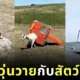 แต่ละมื้อ แต่ละเดย์! เหล่ามนุษย์แห่แชร์ภาพบรรยากาศในฟาร์มที่คิดว่าจะได้ใช้ชีวิตอย่างสงบ แต่ความจริงกลับตรงกันข้าม