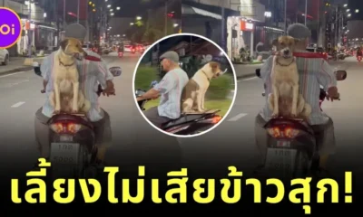 สุนัขไทยแสนรู้ช่วยคาบร่มเจ้านายระหว่างซ้อนท้ายจักรยานยนต์กลับบ้านกลายเป็นไวรัลบน "TikTok"