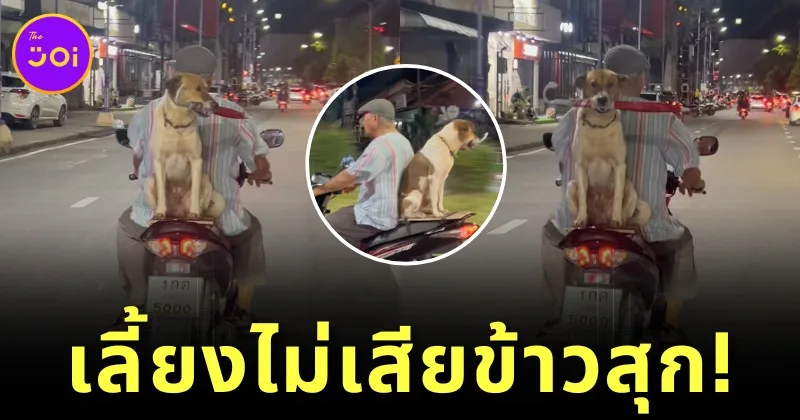 สุนัขไทยแสนรู้ช่วยคาบร่มเจ้านายระหว่างซ้อนท้ายจักรยานยนต์กลับบ้านกลายเป็นไวรัลบน "TikTok"