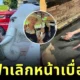 นางฟ้าเลิกหน้าเบื่อโลกแล้ว! "ชินจีฮยอน (Shin Ji-Hyun)" เริงร่าเที่ยวเชียงใหม่ "ไหว้พระ-เรียนทำอาหาร-เล่นกับแมว" แถมรอบนี้พาพ่อมาด้วย