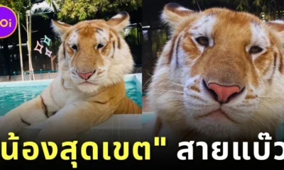 ดาวดวงใหม่เกิดขึ้นอีกแล้ว! "น้องสุดเขต" จาก "Tiger PARK Pattaya" เสือโคร่งสีทองหน้าแบ๊วตัวเดียวแห่งภาคตะวันออก