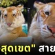 ดาวดวงใหม่เกิดขึ้นอีกแล้ว! "น้องสุดเขต" จาก "Tiger PARK Pattaya" เสือโคร่งสีทองหน้าแบ๊วตัวเดียวแห่งภาคตะวันออก