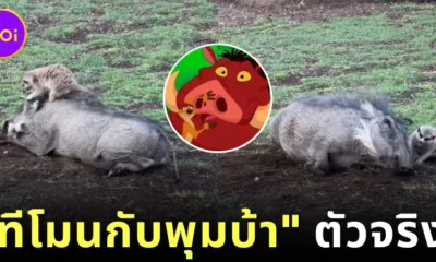 Timon Pumbaa real life