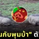 Timon Pumbaa real life