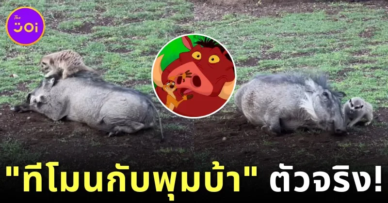 Timon Pumbaa real life
