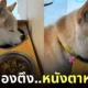หมาชิบะ หลับคาชามข้าว