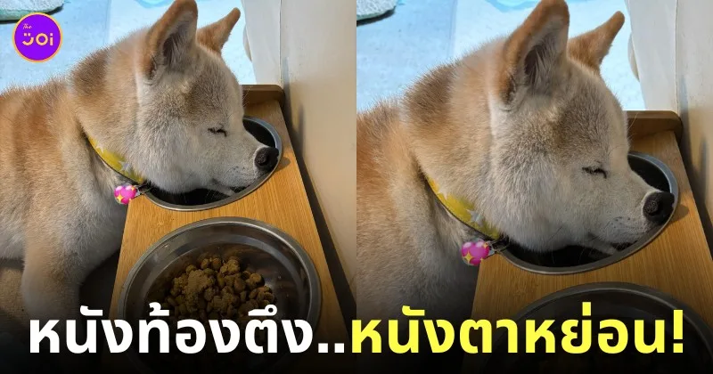 หมาชิบะ หลับคาชามข้าว