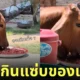 คลิปวัวกินพริกตากแห้ง tiktok