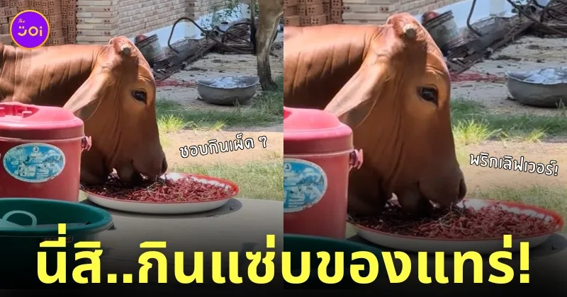 คลิปวัวกินพริกตากแห้ง tiktok