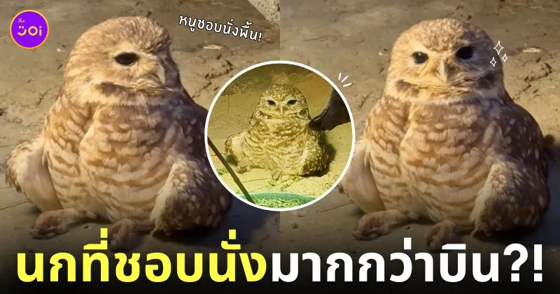 คลิปนกเค้าแมวนั่งจุ้มปุ้กทำหน้าง่วงอยู่กับพื้น TikTok