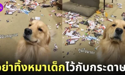 ไดสุเกะ โกลเด้น รีทรีฟเวอร์ รื้อห้องรก