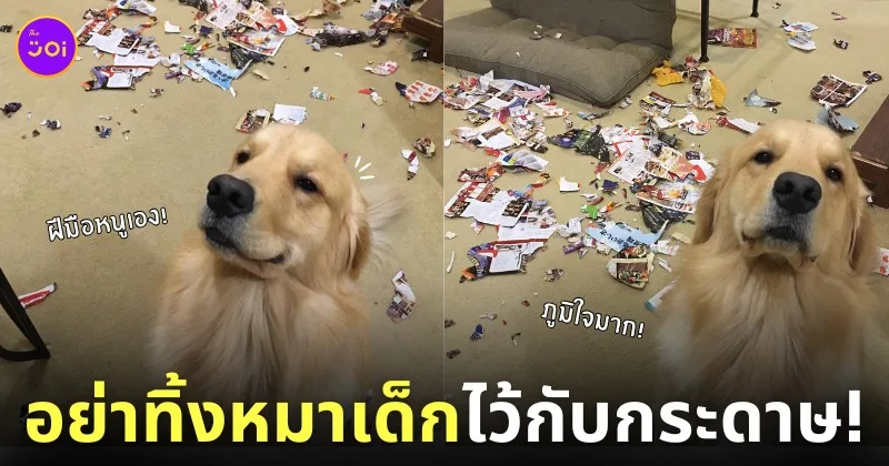 ไดสุเกะ โกลเด้น รีทรีฟเวอร์ รื้อห้องรก