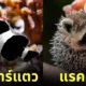 ภาพตัดต่อ Animal Hybrids สัตว์โลกผสมข้ามสายพันธุ์ Photoshop