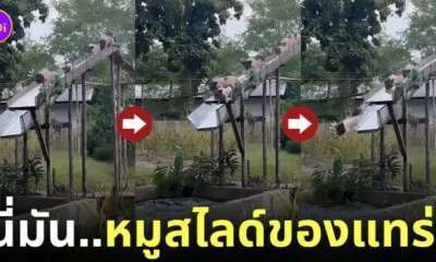 คลิป หมูสไลด์ TikTok