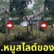 คลิป หมูสไลด์ TikTok