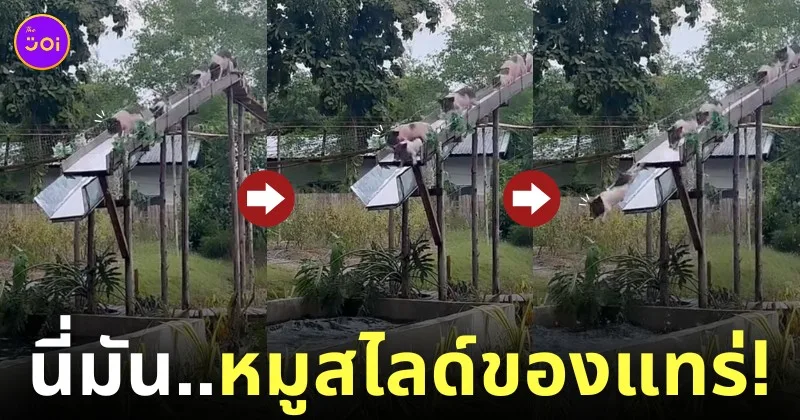 คลิป หมูสไลด์ TikTok