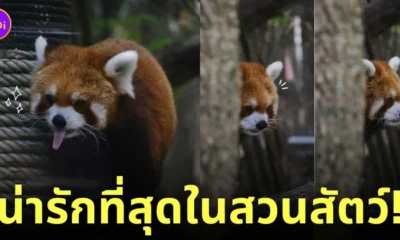 แพนด้าแดง สวนสัตว์เปิดเขาเขียว