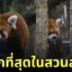 แพนด้าแดง สวนสัตว์เปิดเขาเขียว