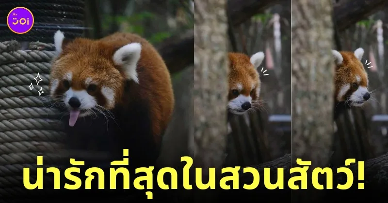 แพนด้าแดง สวนสัตว์เปิดเขาเขียว