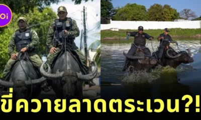 Brazillian military police ride a water buffalo