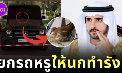 มกุฎราชกุมารแห่งดูไบสละรถเบนซ์สุดหรูให้นกน้อยได้ทำรัง ชาวเน็ตแซว "นี่คือรังนกที่ราคาแพงที่สุดในโลกรึเปล่า?"