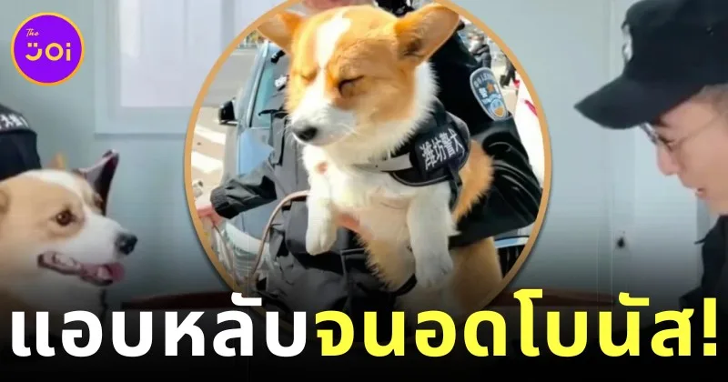 "ฟู่ไจ้ (Fu Zai)" สุนัขตำรวจคอร์กี้ตัวแรกของจีนอดรับโบนัส หลังพบแอบหลับในระหว่างการทำงานและฉี่ใส่ชามข้าว!