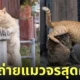 ภาพแมวจรจัด ช่างภาพชาวญี่ปุ่น Masayuki Oki