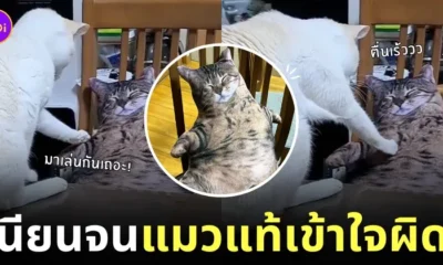 คลิปเหมียวปลุกหมอนแมวสลิด