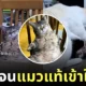 คลิปเหมียวปลุกหมอนแมวสลิด