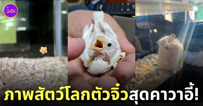 ภาพสัตว์โลกตัวจิ๋ว ญี่ปุ่น น่ารัก