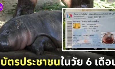 บัตรประชาชน หมูเด้ง ลูกฮิปโปแคระ 6 เดือน